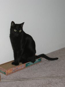 A black cat with wide yellow eyes is sitting on a cardboard scratcher, looking to the right of the photo