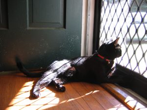 A black cat is lying on the floor so he can look out a screen door on the right side of the photo